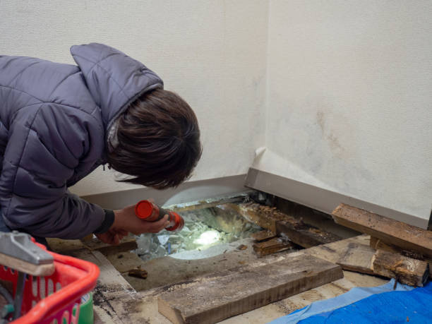 Best Mold Removal for HVAC Installations  in Wilderness Rim, WA