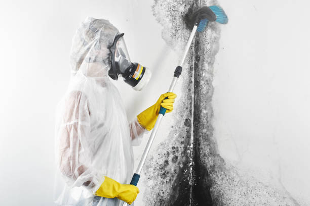 Best Emergency Mold Remediation  in Wilderness Rim, WA