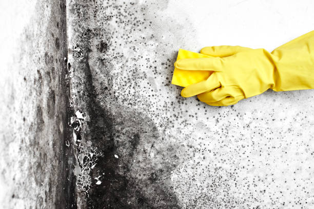 Best Airborne Mold Testing  in Wilderness Rim, WA