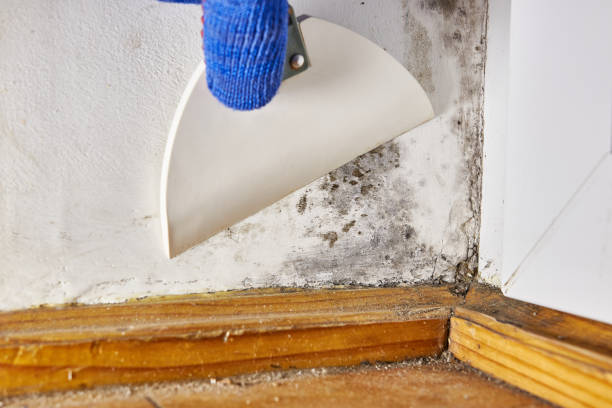 Best HVAC Mold Inspection and Cleaning  in Wilderness Rim, WA