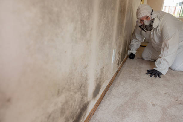  Wilderness Rim, WA Mold Removal Pros